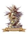 auto-black-cherry-feminized-seeds