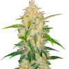 auto zkittlez feminized seeds