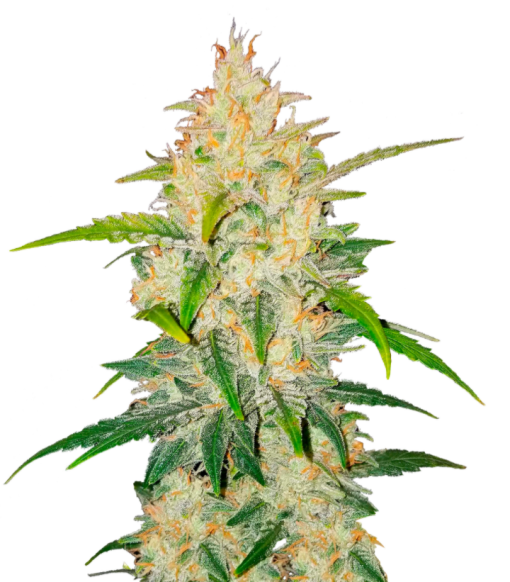 auto zkittlez feminized seeds