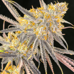 banana ringz feminized seeds