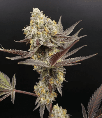 Banana Ringz Feminized Cannabis Seeds (5/10 Seeds)