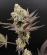Banana Ringz Feminized Cannabis Seeds (5/10 Seeds)