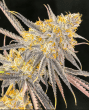 banana-ringz-feminized-seeds-2