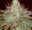 jilly-bean-feminized-seeds-3
