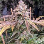 jilly bean feminized seeds