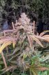 jilly-bean-feminized-seeds-3