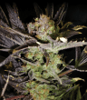 jilly-bean-feminized-seeds-3