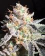 jilly-bean-feminized-seeds-3