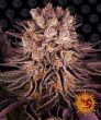 Barneys Farm - Mimosa x Orange Punch Feminized Seeds