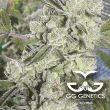 3-gg4