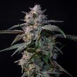 10gs-cannabis-compound-genetics-feminized-seeds