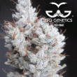 3-gg4