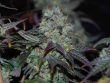 sour-leda-karma-genetics