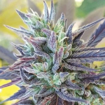 707 Truthband Cannabis Seeds By Emerald Mountain Legacy