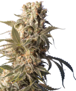 ak-47 seeds by serious seeds