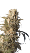 serious-seeds—ak-47
