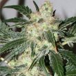paradise-seeds—acid