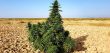 kundoz-regular-cannabis-seeds-by-afghan-selection