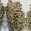 serious-seeds—ak-47