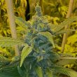 Alien Widow (Gas Line) Regular Cannabis Seeds by Mosca Seeds