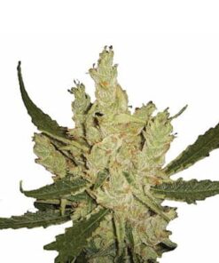 nirvana seeds amnesia feminized seeds