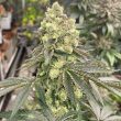 karma-genetics-appleb-cannabis-strain