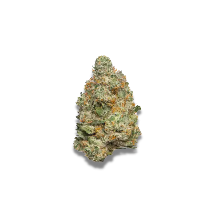 apple-fritter-auto-growers-choice-seeds apple fritter auto seeds by growers choice