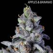 compound-genetics-apples-and-bananas-cannabis-seeds