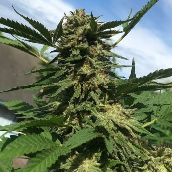 Auntie's Pie Cannabis Seeds By Pakalolo Seeds