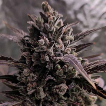 Auto Blue Cheese Cannabis Seeds By Original Big Buddha Family Farms