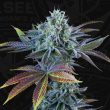 auto-french-cookies-autoflowering-weed-seeds-by-t-h-seeds