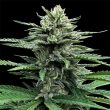 auto-strawberry-banana-dna-genetics