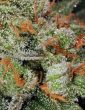 thseeds-auto-bubble-gum-female-cannabis-seeds