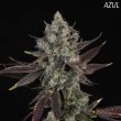 compound-genetics-apples-and-bananas-cannabis-seeds