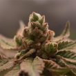 banana-apples-feminized-cannabis-seeds-old-school-genetics