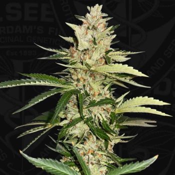 Banana Candy Krush Feminized Cannabis Seeds by T.H Seeds