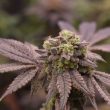 banana-cream-pie-old-school-genetics_1