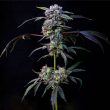 compound-genetics-banana-cream-pop-feminized-cannabis-seeds