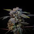 compound-genetics-banana-cream-pop-feminized-cannabis-seeds