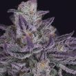 banana-fudge-pop-regular-cannabis-seeds