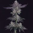 banana-fudge-pop-regular-cannabis-seeds