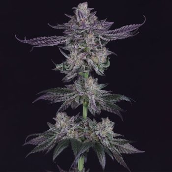 Banana Fudge Pop Regular Cannabis Seeds by Crockett Family Farms