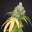 banana-gushers-old-school-genetics-cannabis-seeds
