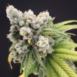 banana-gushers-old-school-genetics-cannabis-seeds