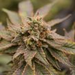 banana-jungle-old-school-genetics-cannabis-seeds