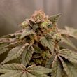 banana-kush-mints-old-school-genetics-cannabis-seeds