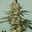 banana-loaf-cannabis-seeds-the-plug