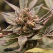 banana-runtz-old-school-genetics-cannabis-seeds