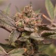 Banana Runtz Feminized Cannabis Seeds by Old School Genetics