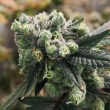 banana-z-old-school-genetics-cannabis-seeds